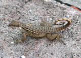 Curlytail Lizard; exotic
