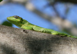 Knight Anole; exotic