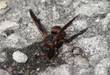 Pachodynerus erynnis; Red-marked Pachodynerus