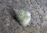 Beaded Periwinkle