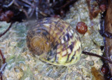 Bleeding Tooth Nerite