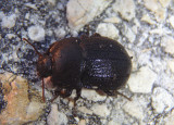 Branchus floridanus; Darkling Beetle species