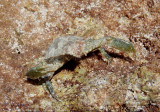 Clinging Crab species