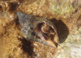 Florida Rock Shell