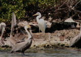 Great Blue Heron; white morph; with Brown Pelicans