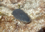 Onchidella floridana; Sea Slug species