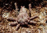 Speck-Claw Decorator Crab