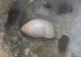 Tricolored Hermit Crab inhabiting Cerion land snail shell