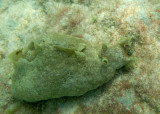 Mottled Sea Hare