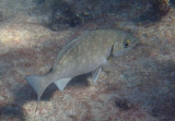 Gray/Bermuda Chub complex