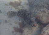 Yellowtail Parrotfish; initial phase