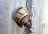 Drymaeus multilineatus; Lined Tree Snail
