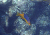 Spanish Hogfish; juvenile