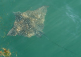 Spotted Eagle Ray