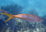 Yellowtail Snapper