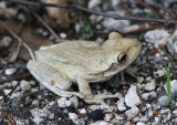Cuban Treefrog; exotic