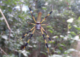 Nephila clavipes; Golden Silk Orbweaver; female