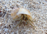 Striped Hermit Crab inhabiting Common Atlantic Natica shell