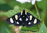 9314 - Alypia octomaculata; Eight-spotted Forester