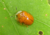 Charidotella sexpunctata; Golden Tortoise Beetle