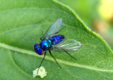 Condylostylus mundus; Longlegged Fly species; male