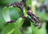 Romalea microptera; Eastern Lubber Grasshopper nymphs