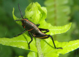 Romalea microptera; Eastern Lubber Grasshopper nymph