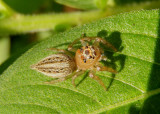 Colonus sylvanus; Jumping Spider species; female