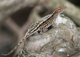 Cuban Brown Anole; exotic