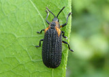 Odontota scapularis; Orange-shouldered Leaf Miner