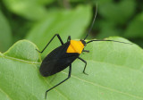 Prepops insitivus; Plant Bug species