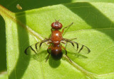 Rivellia inaequata; Signal Fly species