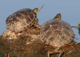 Northern Painted Turtles