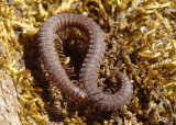 Abacion Millipede species