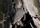 False Map Turtle 