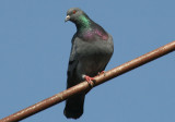 Rock Pigeon; exotic