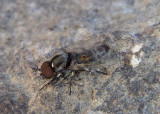Simulium Black Fly species