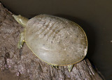 Spiny Softshell Turtle; male