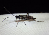 Ichneumonidae Ichneumon Wasp species