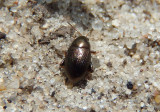 Chaetocnema Flea Beetle species