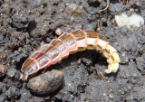 Photinini Firefly species larva