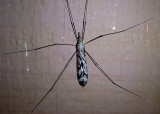 Tipula abdominalis; Giant Crane Fly