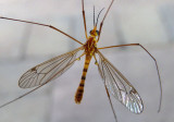 Nephrotoma ferruginea; Tiger Crane Fly species; male
