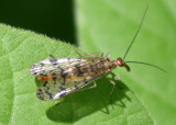 Panorpa nebulosa group; Common Scorpionfly species; female