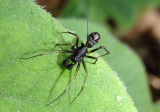 Neriene clathrata; Sheetweb Spider species