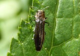 Agrilus Metallic Wood-boring Beetle species