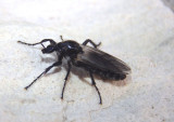 Bibio albipennis; March Fly species; female