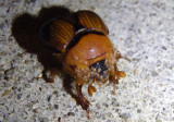 Bolbocerosoma bruneri; Earth-boring Scarab Beetle species with mites