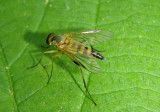 Rhagio hirtus; Snipe Fly species; male