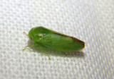 Penestragania alabamensis; Leafhopper species